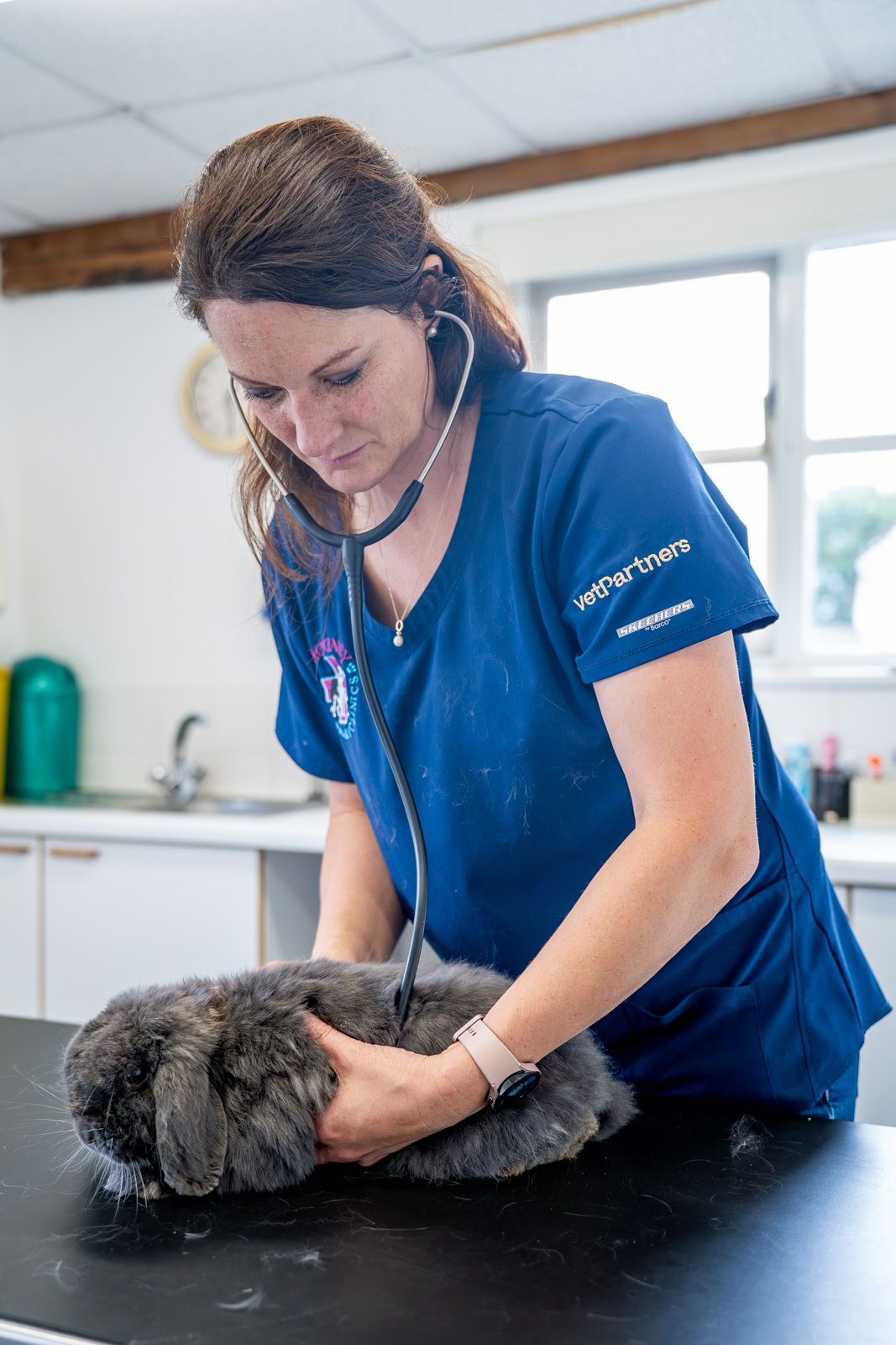 A veterinarian checks a gray rabbits heartbeat with a stethoscope on an examination table. The vet is wearing a blue uniform in a well-lit veterinary clinic.