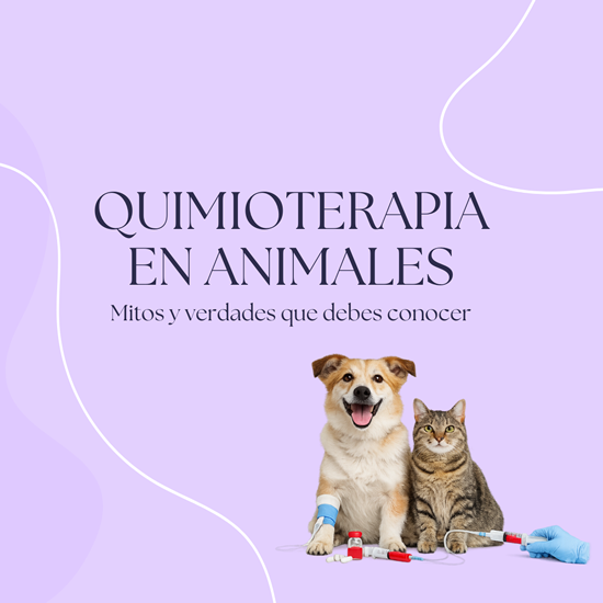 A dog and a cat, each with a bandaged leg and surrounded by medical vials, sit on a light purple background. The text reads: “Quimioterapia en animales. Mitos y verdades que debes conocer.” Blog Veterinaria Oviedo.